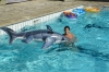SAM_0295