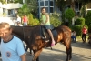 SAM_4615